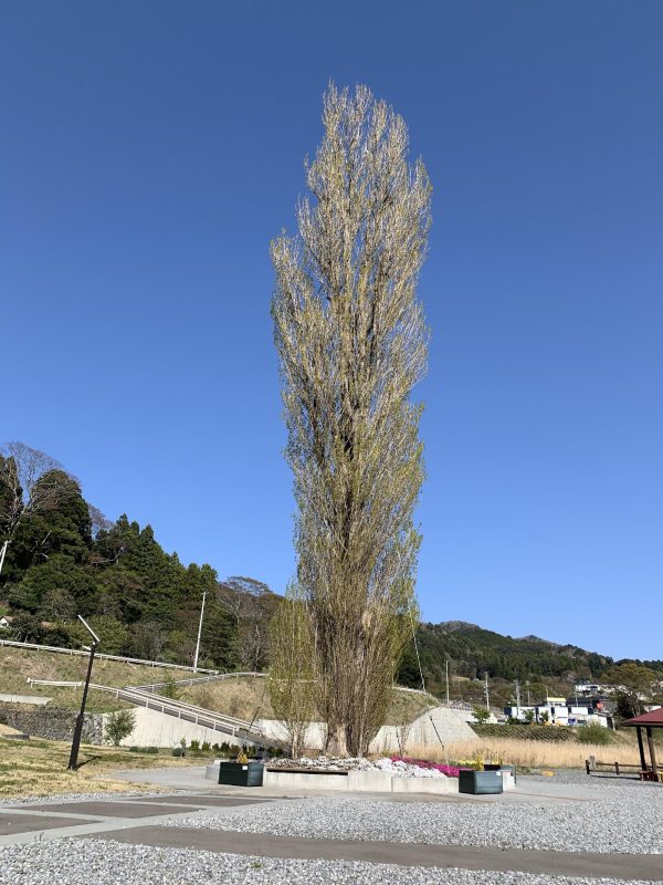 2025 Revitalize OFUNATO 6-day Hiking Tour Mon. Oct 20th – Sat. Oct 25th, 2025 - Image 4